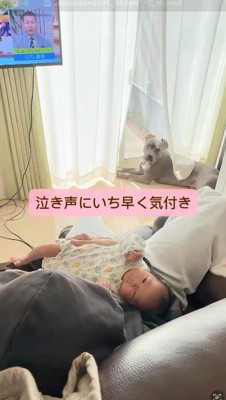 赤ちゃんのそばで伏せをする犬