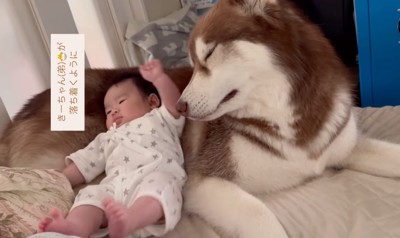 ハスキーに寄りかかる赤ちゃん