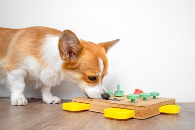 知育玩具で遊ぶ犬