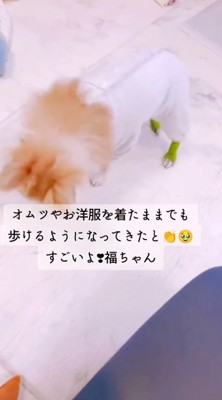 自分の足で立ち上がる犬