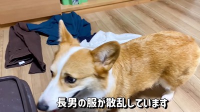 散らかる服に近づく犬