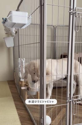 水をイタズラする犬