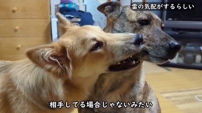雷を怖がるりゅうさん＆励ます家族