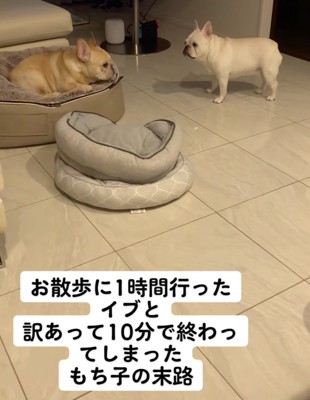 爪のアクシデントで自分だけ散歩が短く、お怒りのもち子さん