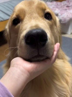 手にあごを載せている犬の顔アップ