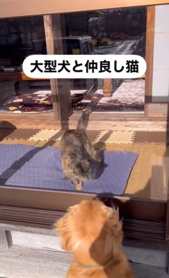 仲良しな大型犬と猫