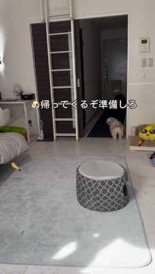 玄関の前にやってきた犬