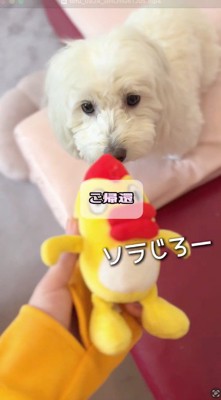 ぬいぐるみを犬の目の前に持ってきた飼い主