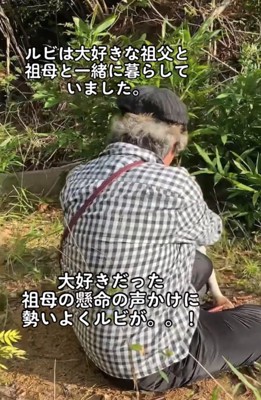 体を擦り寄せる犬