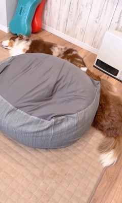 体が長く見えるガルチェロくん8