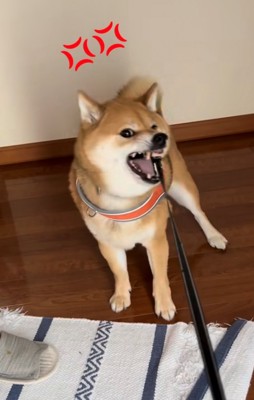 左を向き怒っている柴犬