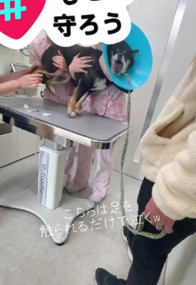 赤ちゃんと瓜二つ…!