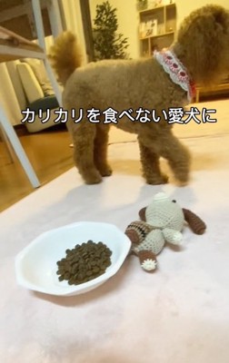 カリカリご飯を食べないけん太くん