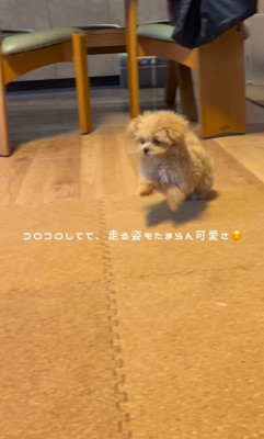 ぷぅちゃんとうみちゃんの初対面4