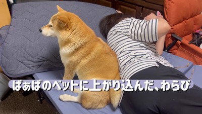 最初はそっけなかったわらびちゃんですが…