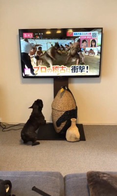 相撲の稽古映像を見たちこ丸くん6