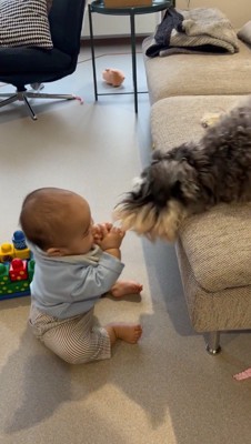 赤ちゃんが持っているおもちゃを咥える犬