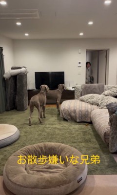 お散歩を嫌がるノアくん&ノエルくん3