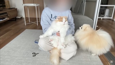 レモンさんを守ろうとするポテチくん6