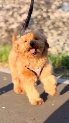 桜並木を笑顔で駆ける犬