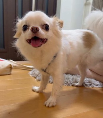 散歩を終えて笑顔のルークくん