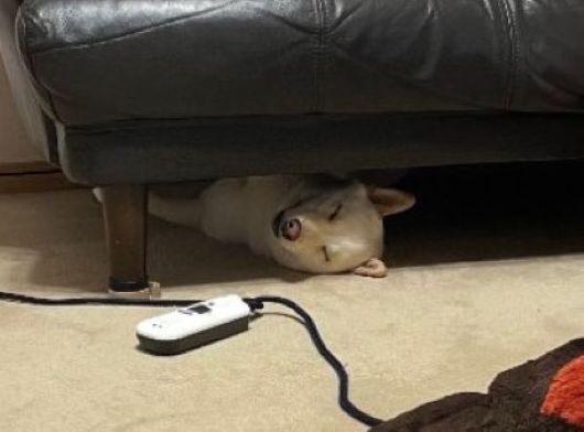 気持ち良さそうにすやすや…