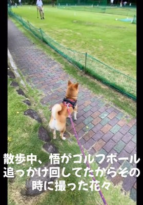 お散歩中の悟くん2