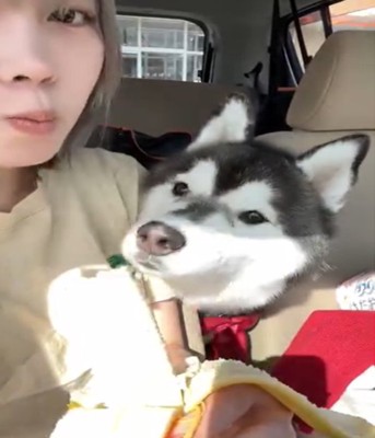 匂いを嗅ぐ犬