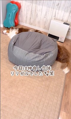 体が長く見えるガルチェロくん9