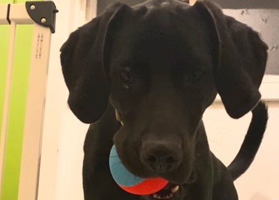 階段上でボールを咥える犬