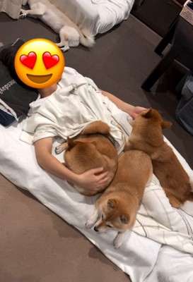 寝ようとする次女を取り合う豆柴たち