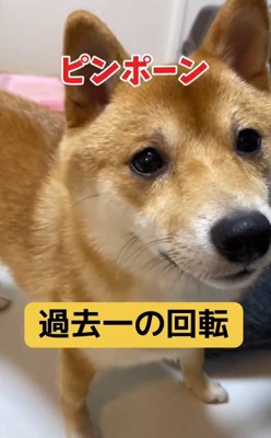 チャイムに反応するはなちゃん