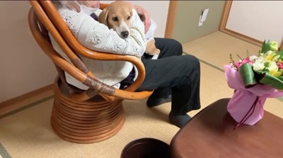 おばあちゃんに寄りかかる犬