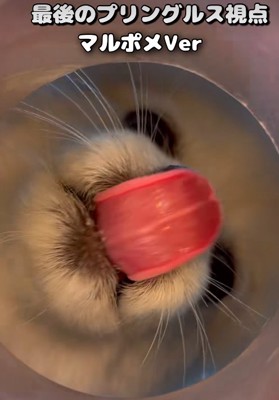 舌なめずりする小型犬