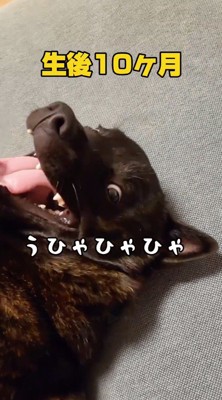 口と目を大きく開けて寝転がる犬