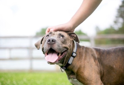 頭を撫でられる犬