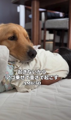 2人の女の子とシンバくんの夏休み