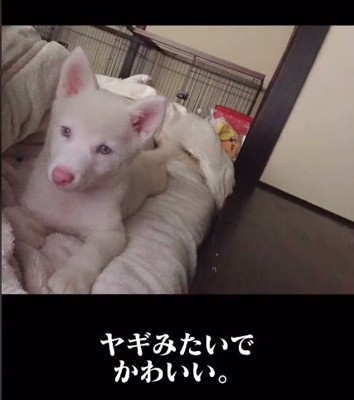 子ヤギみたいなトックちゃん