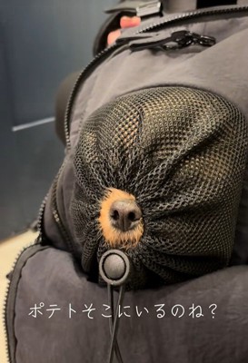 リュックに入るポテトちゃんとウニちゃん8