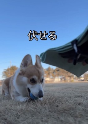 伏せる犬