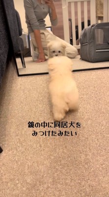 鏡に映る犬に向かって走る犬