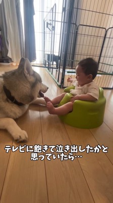 お互いを見つめ合う犬と赤ちゃん