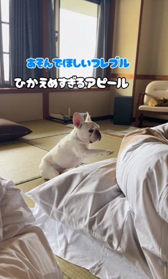 布団をそっと撫でる小型犬