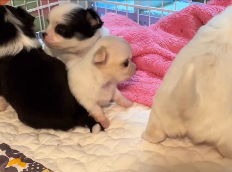 激しいじゃれ合いにビクビク…