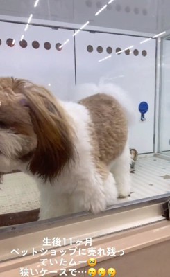 ウロウロするムーくん