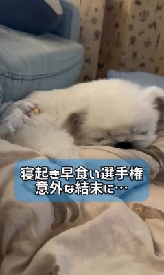 とうふくんの寝起き早食い選手権