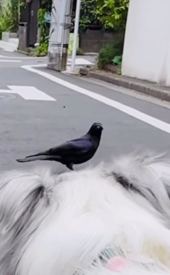 手前に犬の頭、奥にカラス