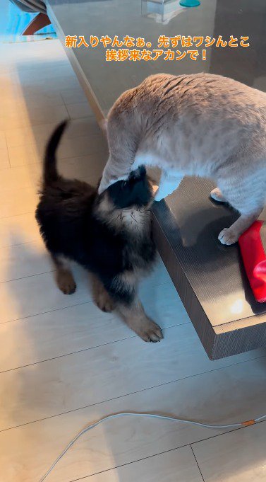 子犬を前足で捕まえる猫