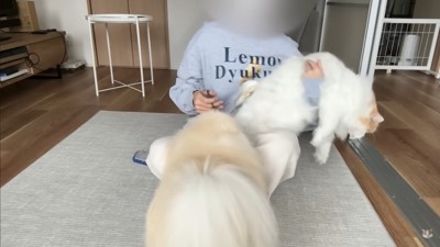 レモンさんを守ろうとするポテチくん7