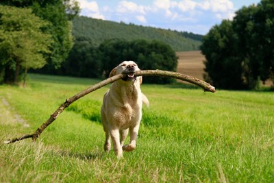 木の枝を咥えて嬉しそうに走る犬